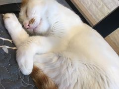 -平行世界·猫咖(首经贸店)