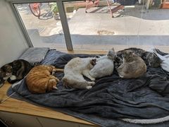 -李小姐の猫咖啡馆(五角场店)
