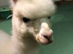 -藦茜花园宠物主题亲子互动体验馆(国顺东路店)