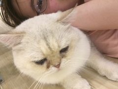 -momokira米努特·德文卷毛猫·棉花面纱犬