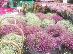 -重庆市江北嘴中央商务区中央公园