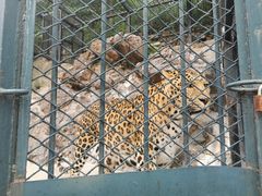 -大连森林动物园