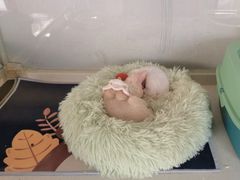 -糯米喵星人总部直营旗舰店·猫舍·幼猫出售