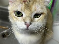 -宠爱国际动物医院·消化内科·心肾内科·ISFM猫友好(望京店)