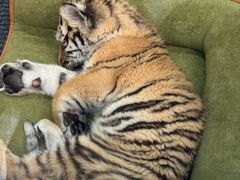 -大连森林动物园