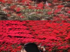 -光明小镇欢乐田园