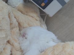 -北京观赏动物医院·24小时大型综合·猫专科·异宠专科