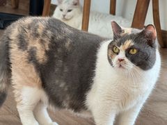 -有猫主题·治愈系猫咖(曾厝垵店)
