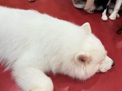 -和它·交个朋友·狗咖猫咖(爱琴海店)