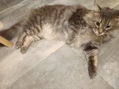 -楼上猫咖(罗湖店)