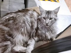 -猫小院猫主题餐厅(三里屯店)