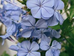 -拉面莊夢語＆中华料理八椿