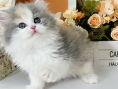 -小猫来了·猫舍(红山六九七九店)