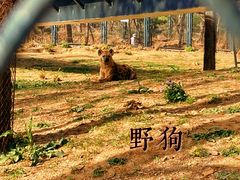 -大连森林动物园