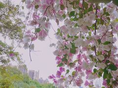 -深圳国际园林花卉博览园