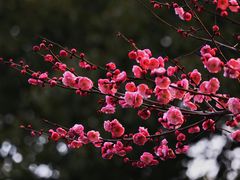 -上海吴淞炮台湾国家湿地公园