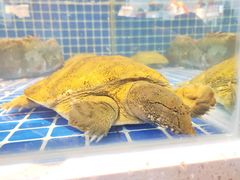 -王荣法仓前羊锅