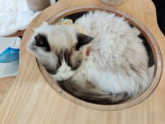 -共舞时光猫咖·狗咖(新街口店)