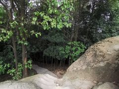 -南山植物园
