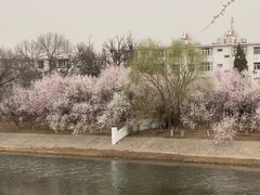 -桃花堤公园