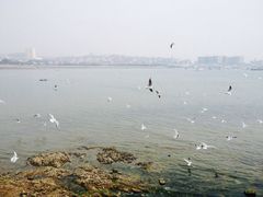 栈桥-栈桥景区