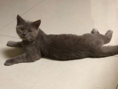 -美联众合宠物医院·爱萌分院·内外科·猫科中心