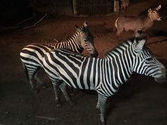 -清迈夜间动物园