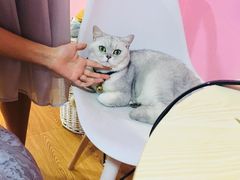 -李小姐の猫咖啡馆(五角场店)