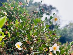 -杨家堂村