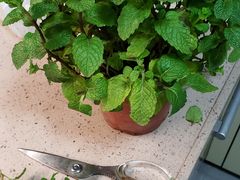 -攀枝花·任德琼·盐边羊肉米线