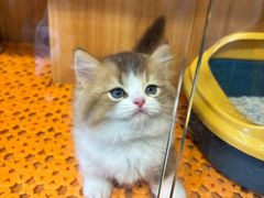 -欣宠猫屋·矮脚拿破仑·蓝金金渐层