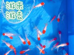 -中环花鸟鱼虫市场