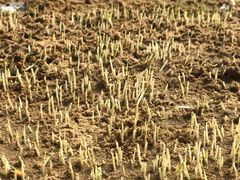 -亿利库布其七星湖沙漠生态旅游区