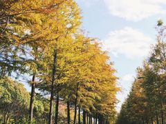 -上海长兴岛郊野公园