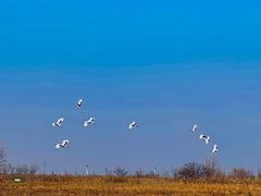 -盐城丹顶鹤湿地生态旅游区