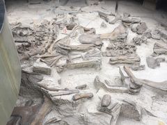 -自贡恐龙博物馆