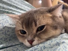 -瑞派动物医院·绝育·犬猫全科·预防医学(光景江南中店)