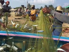 -尼甘布海鲜市场