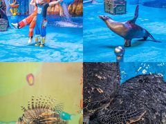 -烟台海昌鲸鲨海洋公园