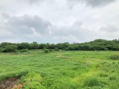 -盘龙城国家考古遗址公园