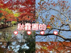 -秋霞圃