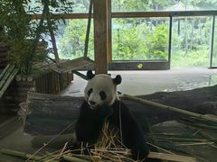 -云南野生动物园