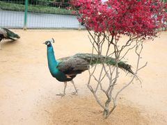 -杭州野生动物世界