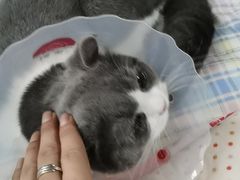 -宠福鑫康馨动物医院·骨科·眼科