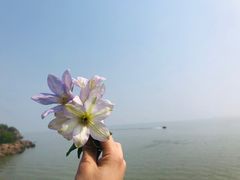 -巢湖姥山岛