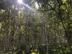 -塞罕坝国家级自然保护区