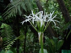 -中国科学院华南植物园