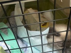 -谐和贝康宠物医院24小时·宠保定点(急重症转诊中心)