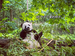 -都江堰中华大熊猫苑