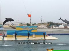 -秦皇岛乐岛海洋王国